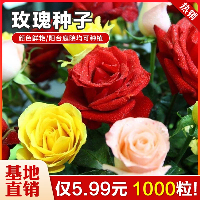 基地直发【5.99元1000粒！】玫瑰花种子 红刺玫瑰花种阳台庭院盆栽
