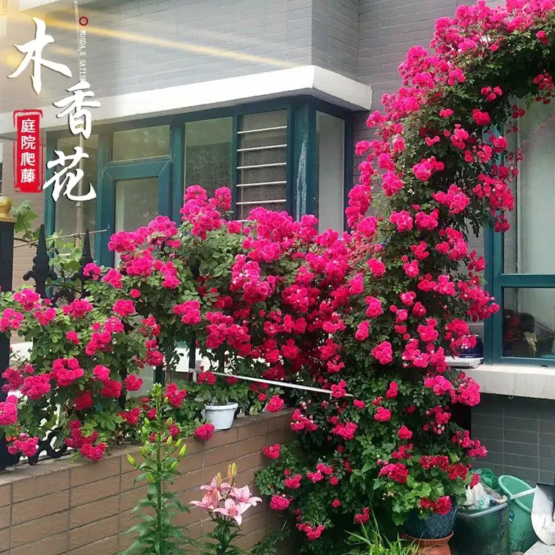 【直播专属】爬藤界的开花机器 耐寒抗冻阳台庭院四季种植易活