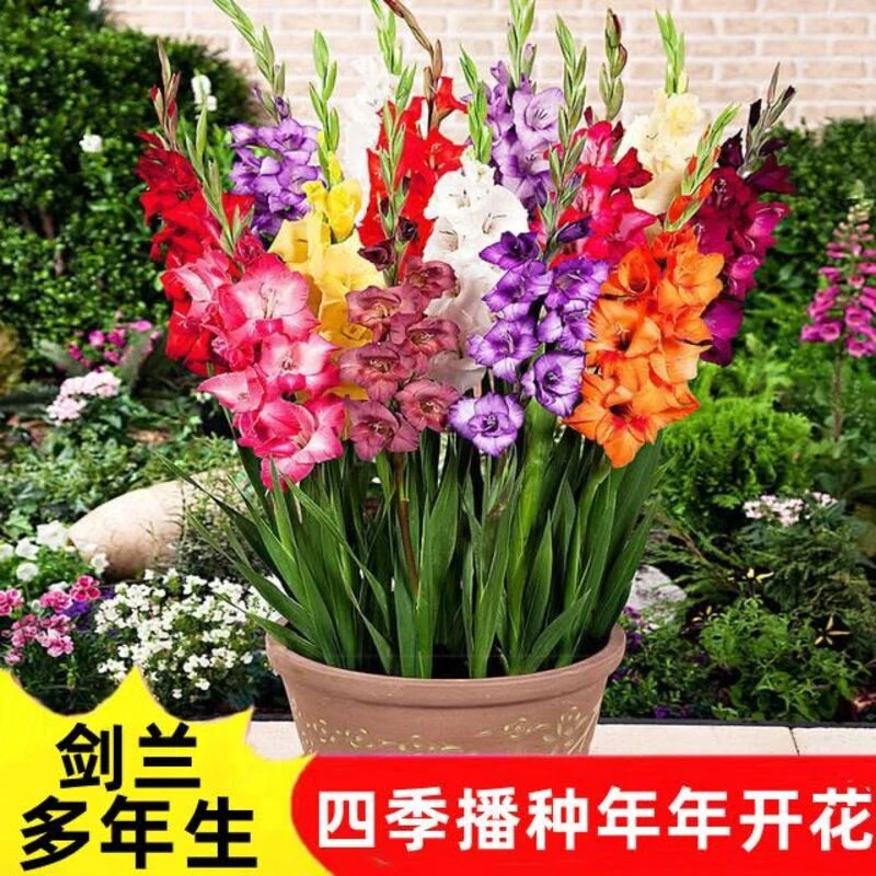 【现挖直发 剑兰种球】又叫唐菖蒲 盆栽地栽均可 南北方可种植