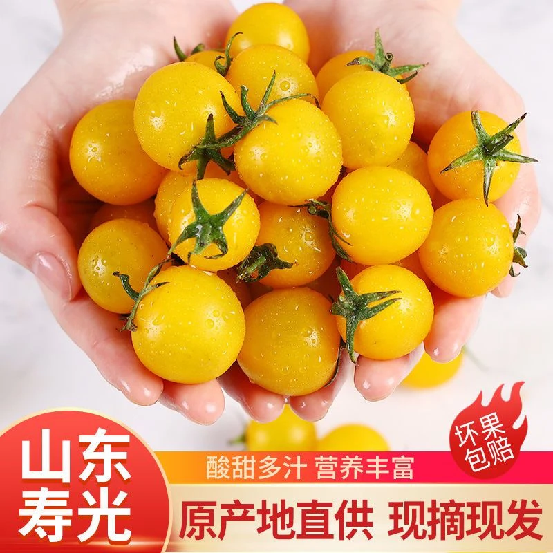 【顺丰】正宗寿光自种梦想迷恋小番茄&皮薄好吃&金黄色圣女果小柿子