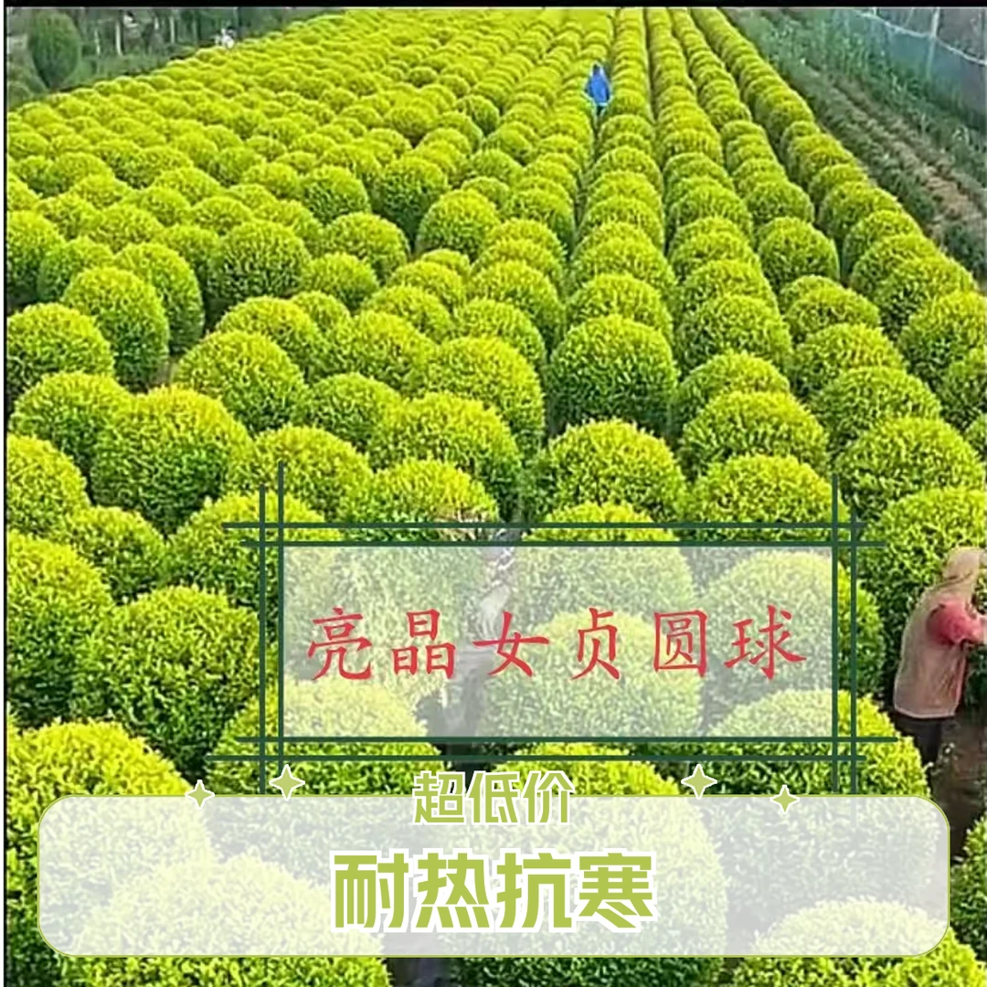亮晶女贞圆球耐热抗寒植物黄色变色耐旱夏天养护家里多个种植适合