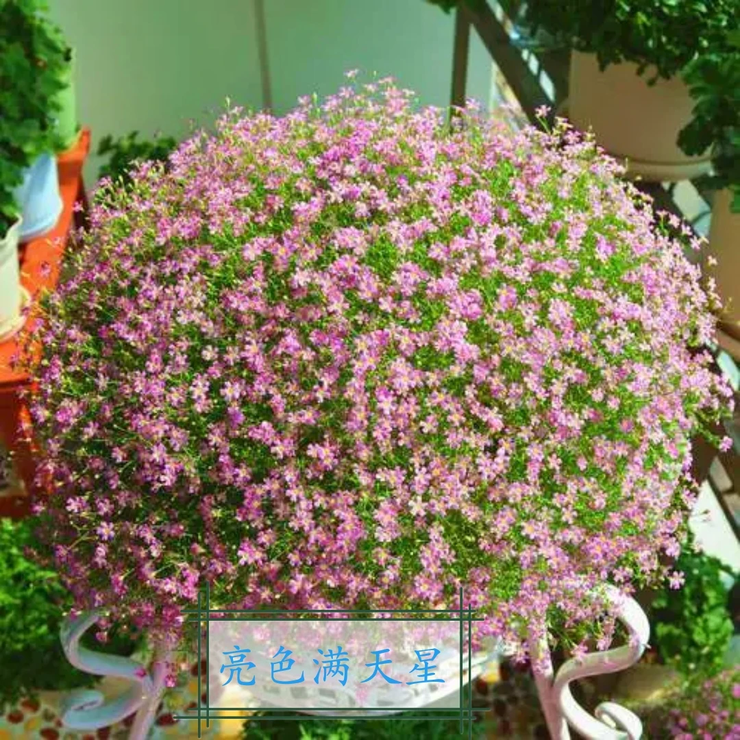 亮色满天星抗寒耐热多年生植物