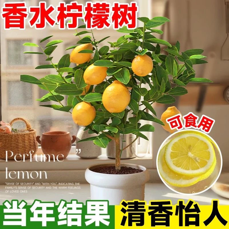 可食用正宗四季香水柠檬树盆栽绿植室内客厅阳台南北方种植果树苗