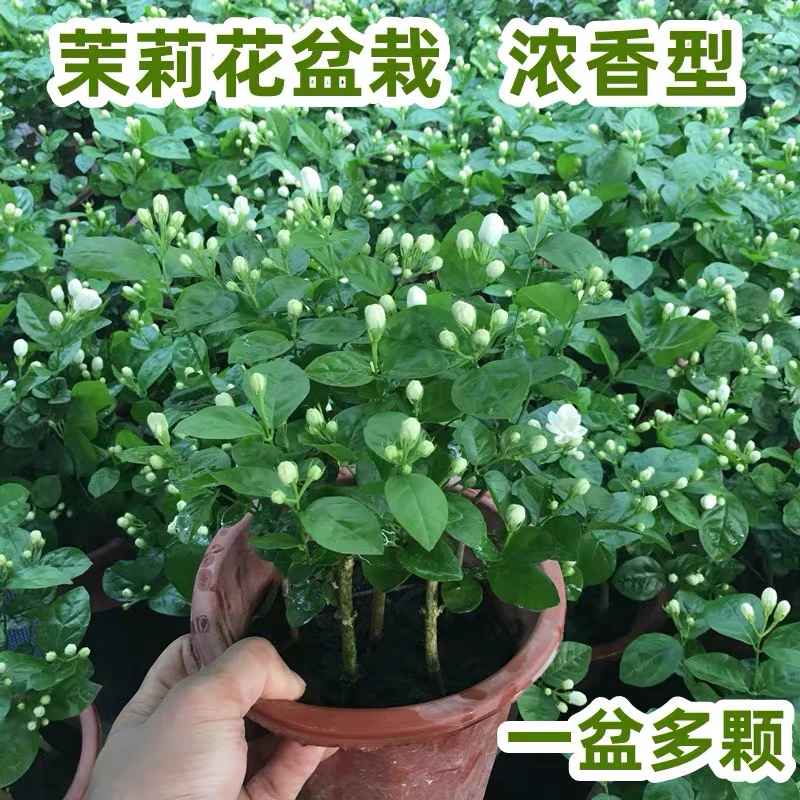 送盆【带花苞】重瓣浓香型特大茉莉花盆栽茉莉花苗室内阳台种植花卉