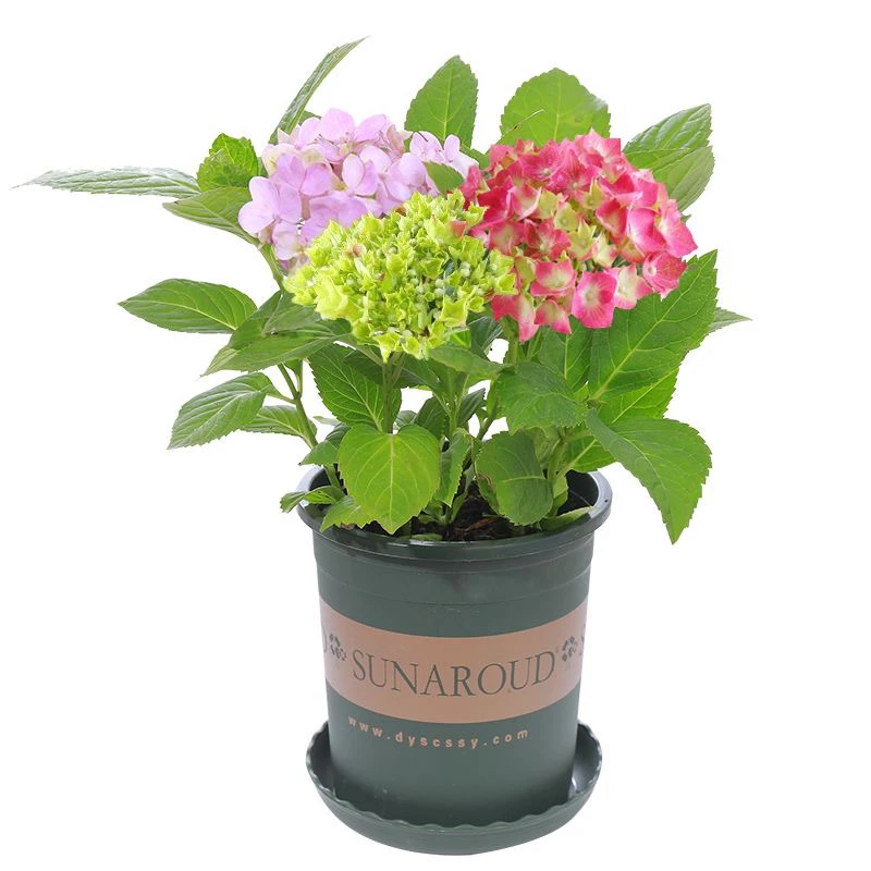 大花绣球无尽夏绣球花室内阳台种植好养绣球花苗发货鲜活植物花卉