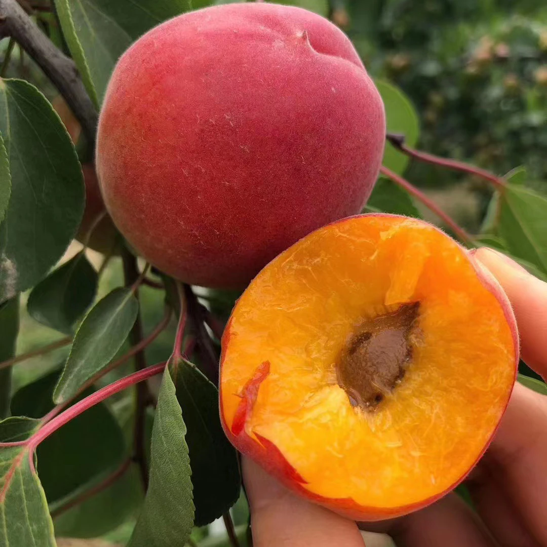 陕西贵妃红杏胭脂红杏当季鲜果1/2/4斤新鲜水果