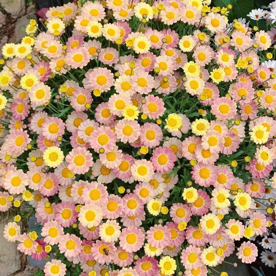 BLD/贝利得【糖果色-木春菊】开花机器花量大庭院阳台造景好看带花