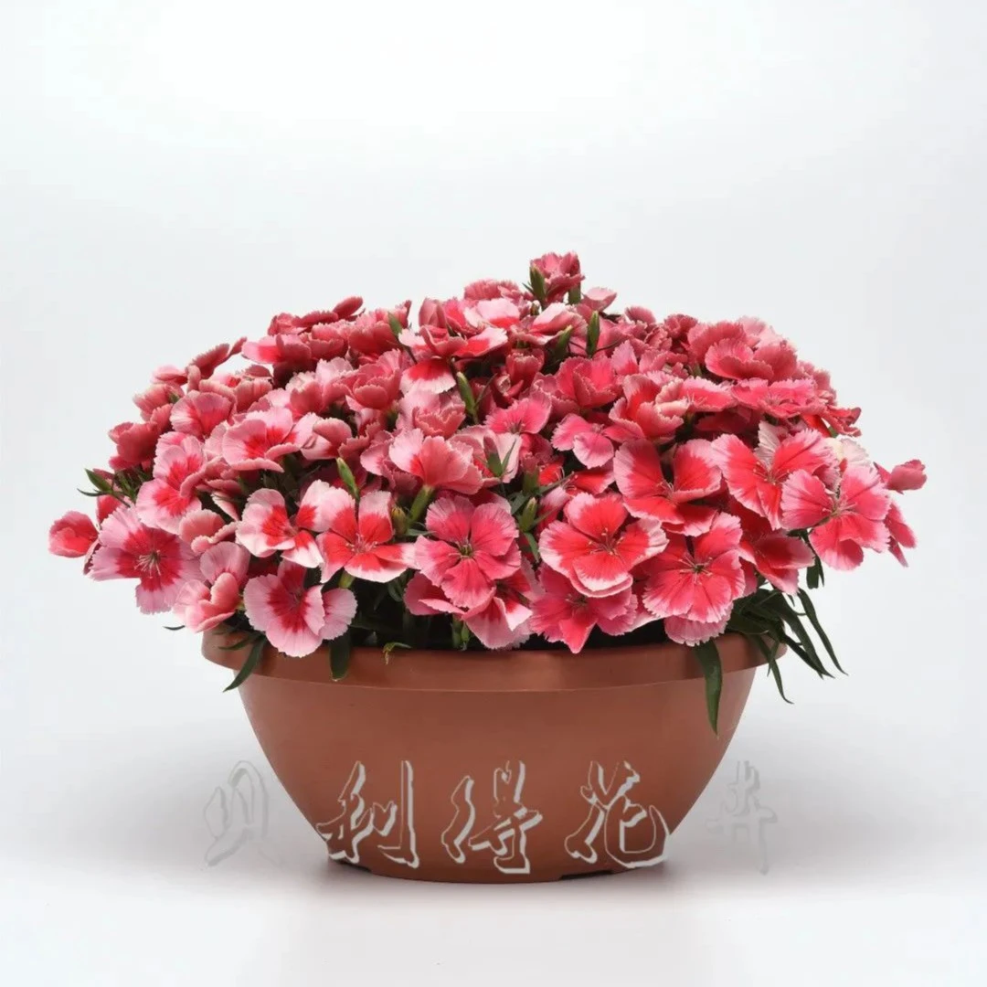 BLD/贝利得【大花石竹-科罗娜】早花耐寒花量大紧凑好养庭院带盆