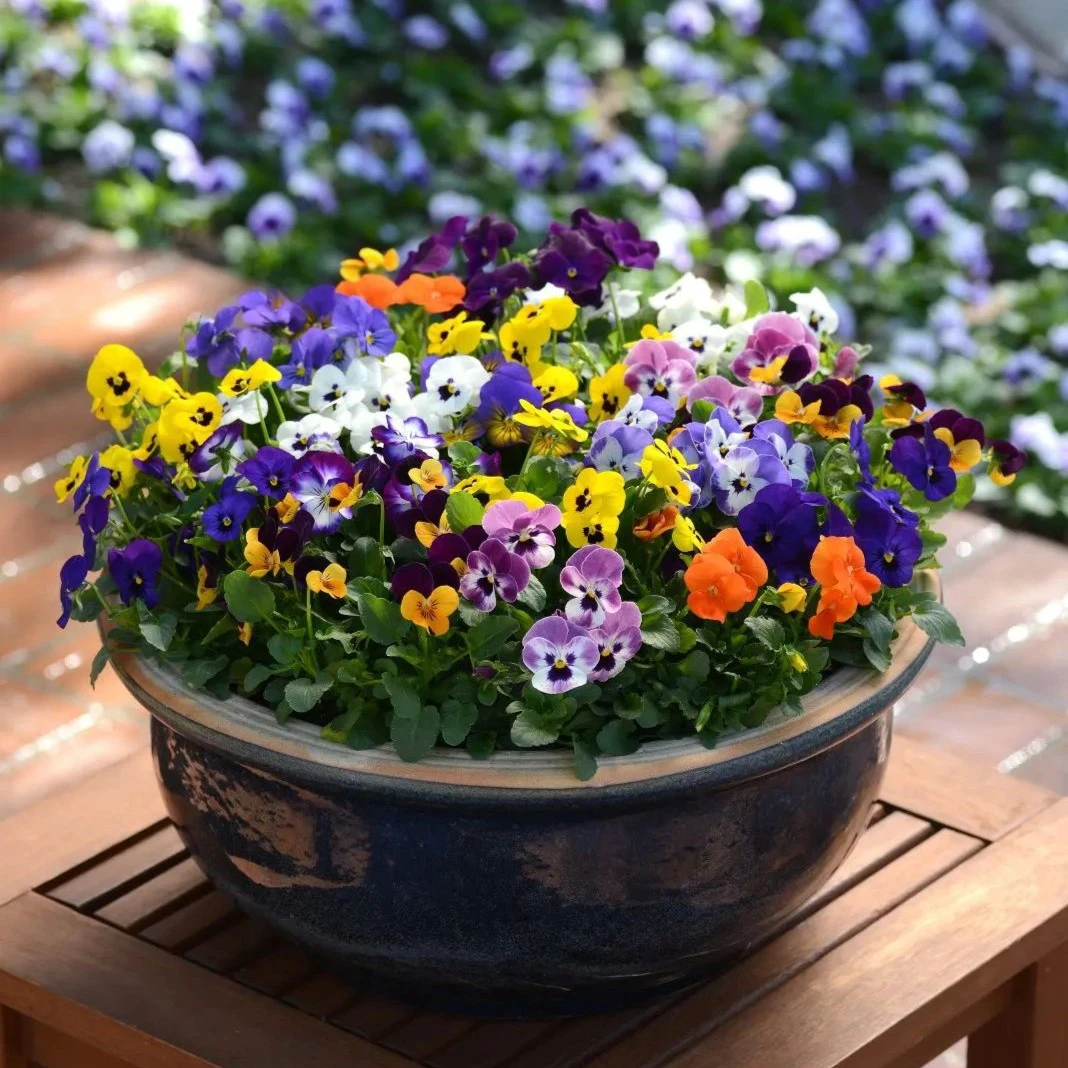 【角堇穴盘苗】爆花漂亮花期长百搭花园阳台耐寒冬日精灵