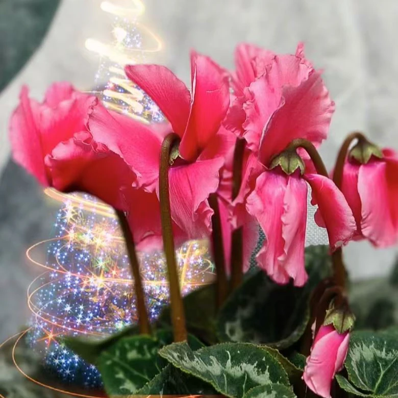 【哈里奥~皱边瑰丽】仙客来大盆带花发货过年花