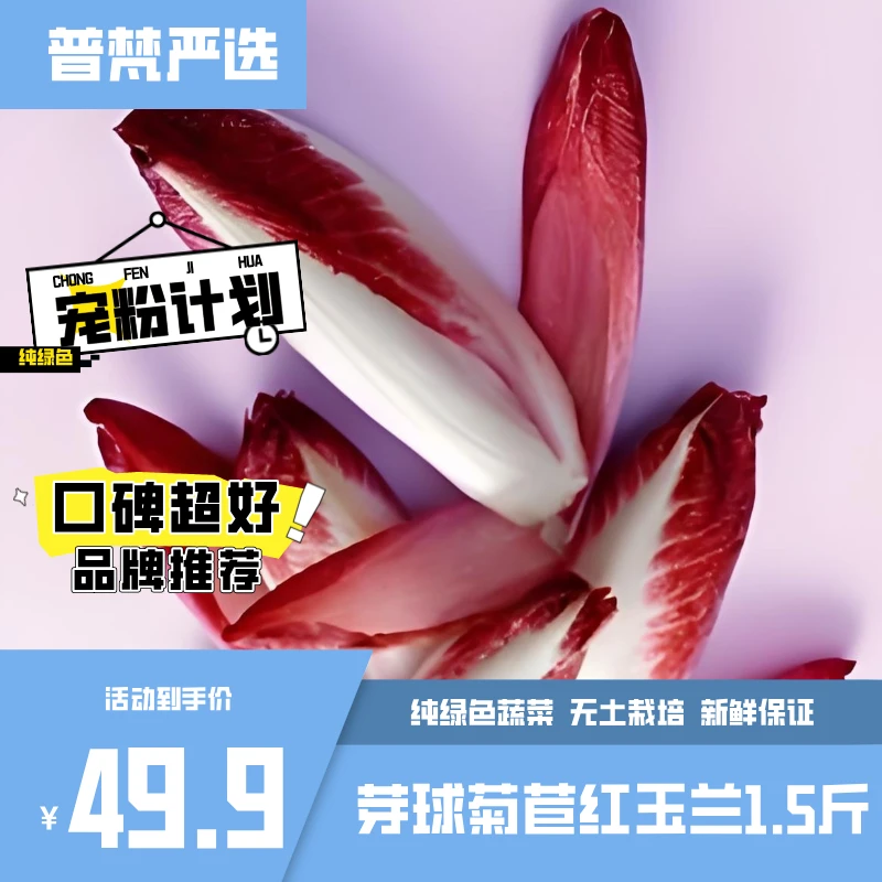 久绿康芽球菊苣红玉兰无土栽培新鲜生菜健康鲜嫩美味