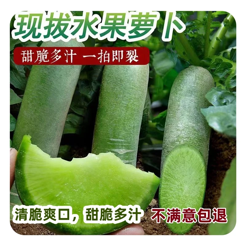 正宗潍坊水果萝卜清脆爽口多汁营养丰富脆甜青萝卜冰淇淋产地直发