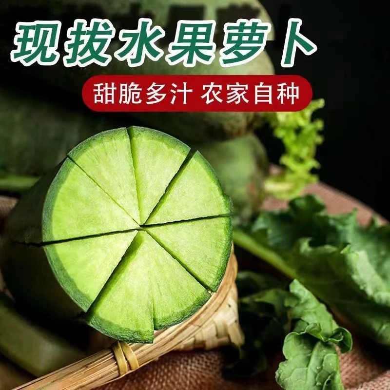 正宗水果萝卜新鲜翠绿生吃脆甜多汁产地潍坊农家营养皮薄潍县萝卜