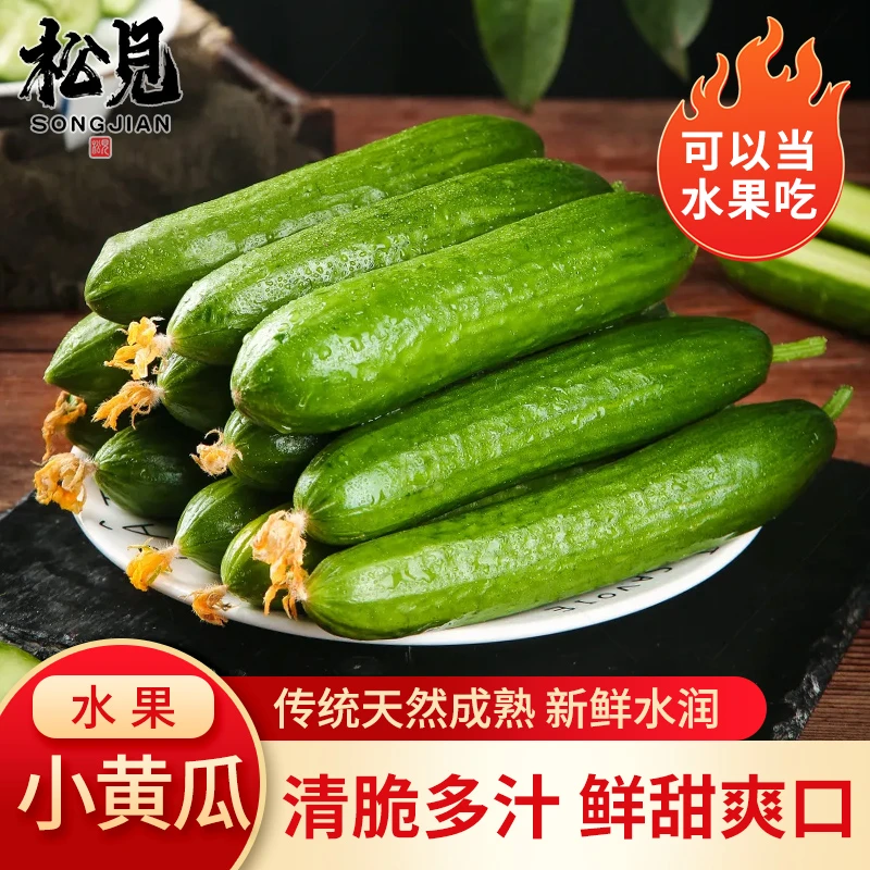 松見云南水果黄瓜新鲜优质小黄瓜即食清脆多汁可凉拌产地农家自种