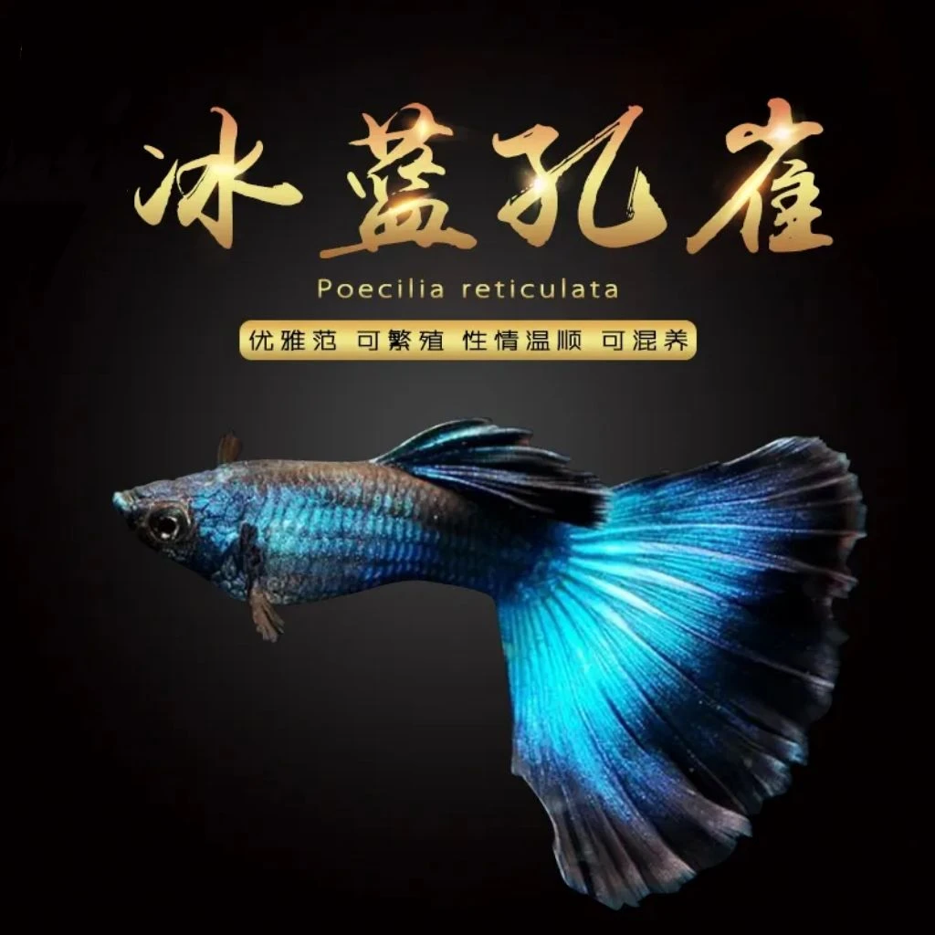 新手练手亚层冰蓝精品孔雀鱼（入缸后不包损）
