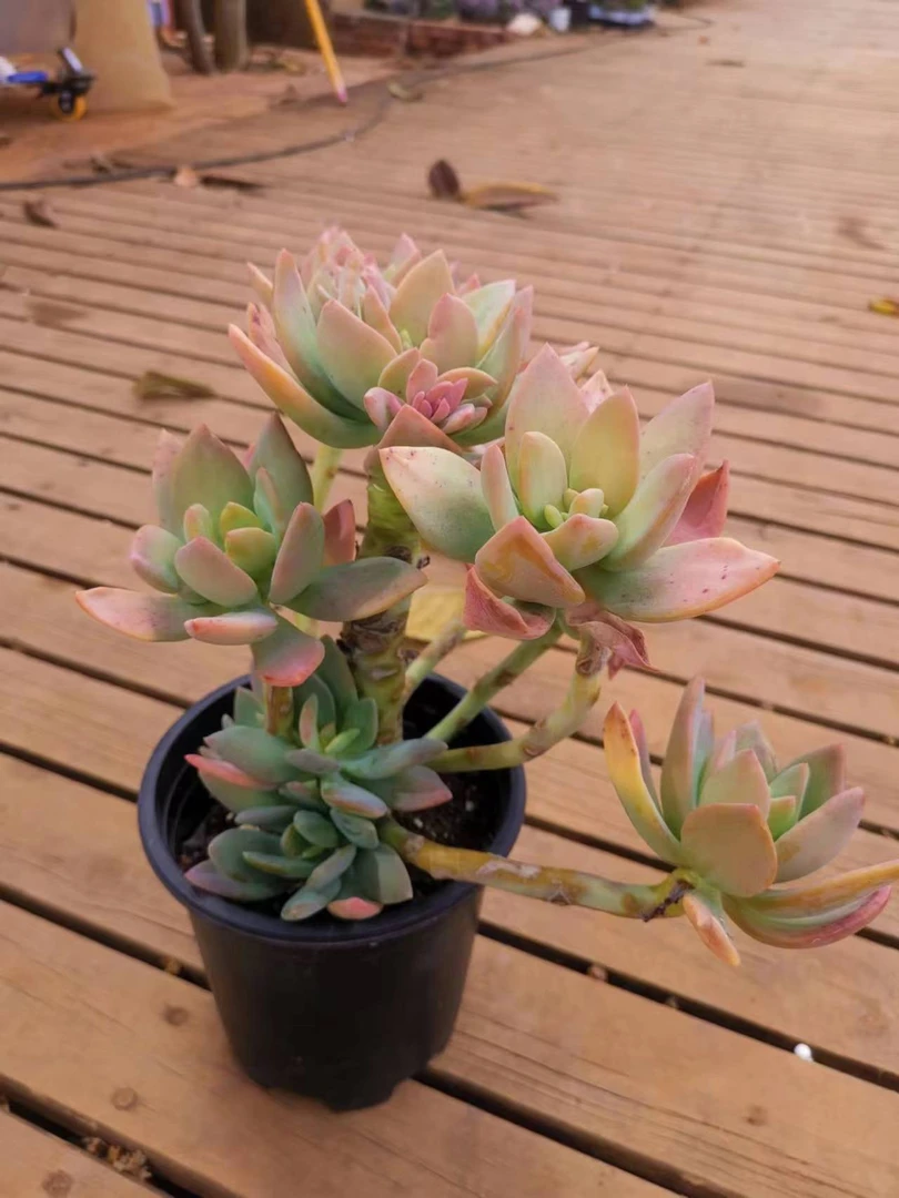老桩美人 多肉植物 脱土发 好看好养