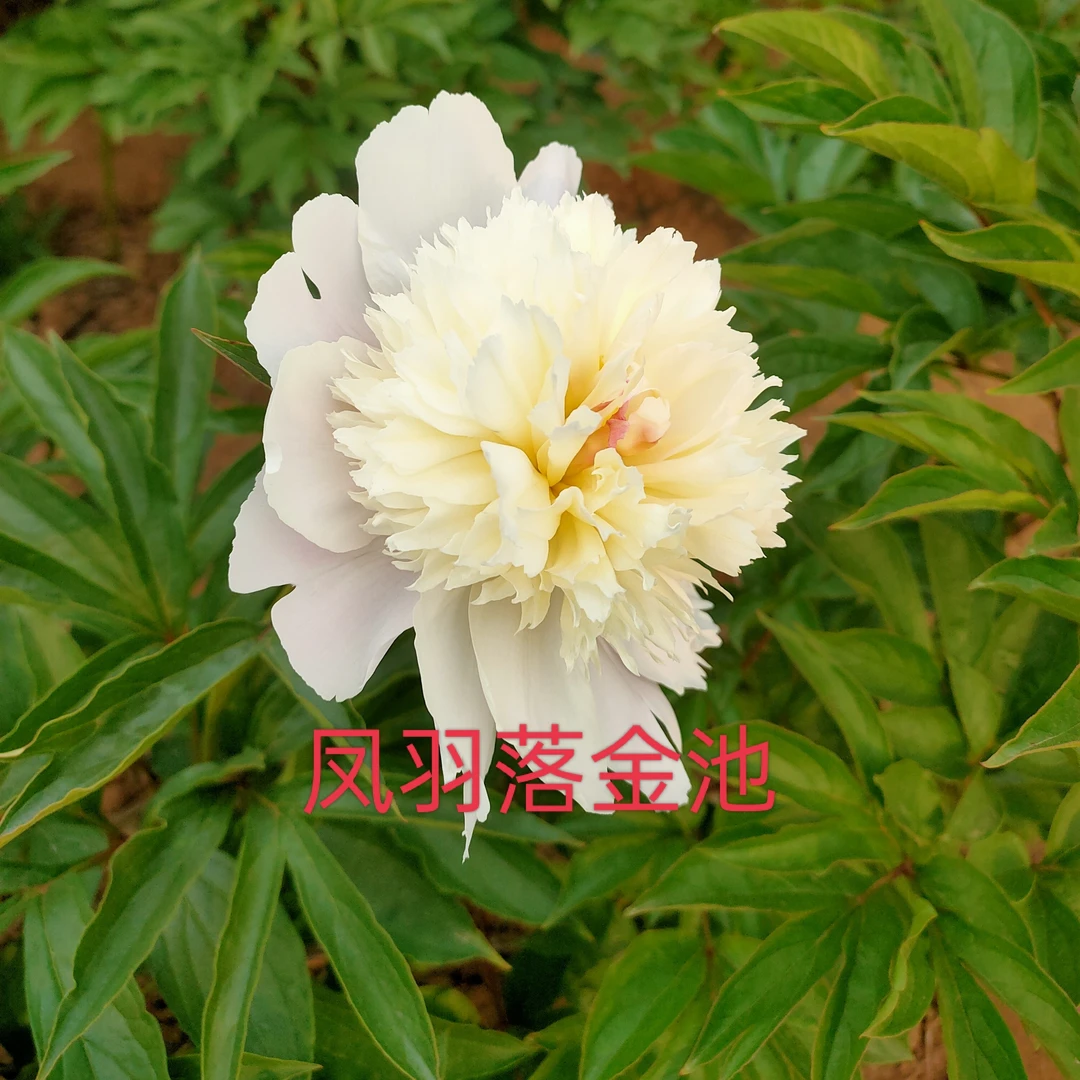 芍药花【凤羽落金池】预定先发肥料秋天发苗