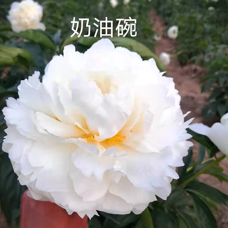 进口品种 奶油碗