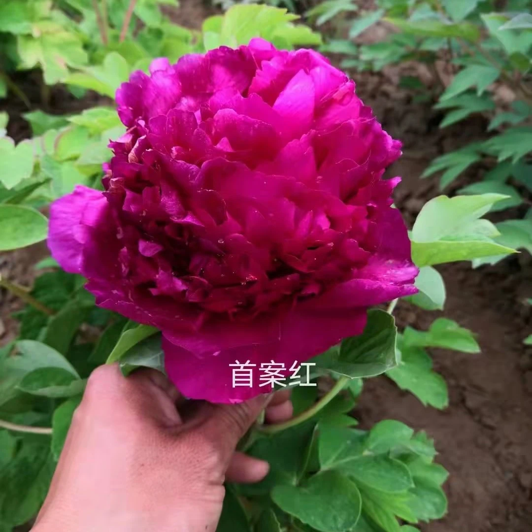 精品观赏牡丹       首暗红