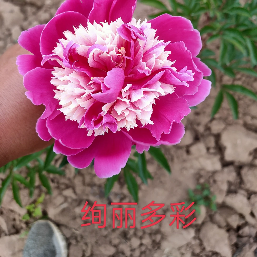 芍药花【绚丽多彩】预定先发肥料秋天发苗