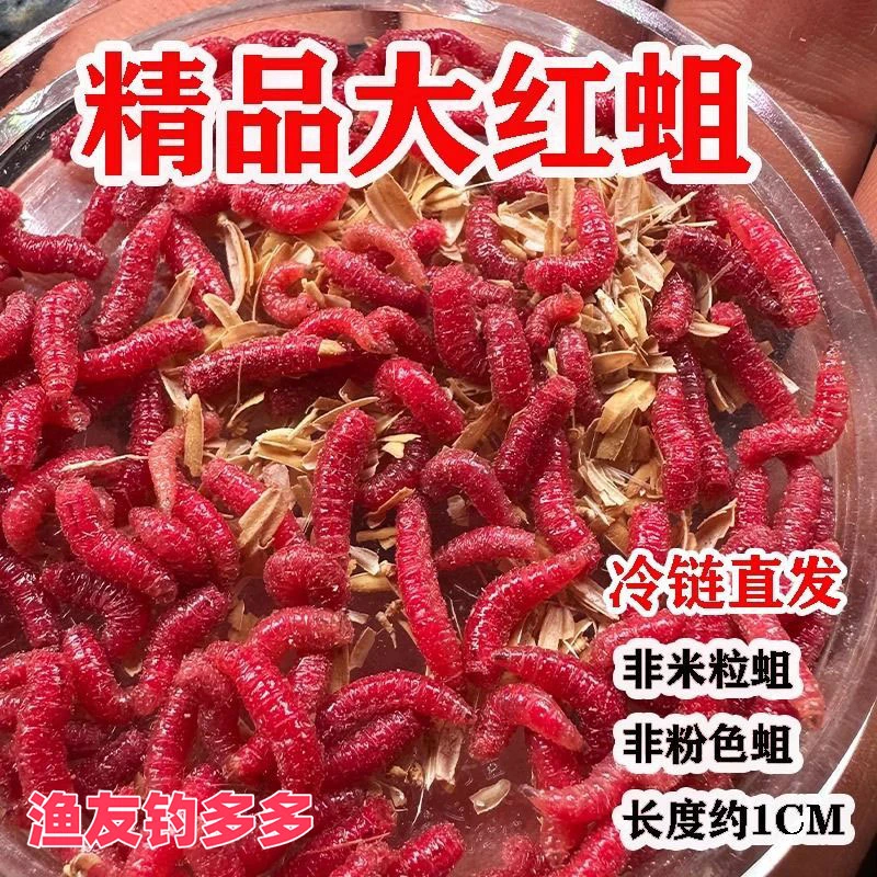 冬季野钓神器工厂直发鲜活红虫红色大蛆虫鱼饵香腥诱鱼活饵便携装