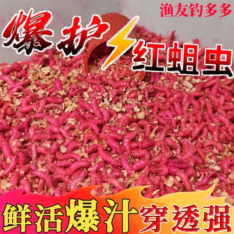 新鲜活饵红蛆虫鲜活溪流公鱼野钓石斑鱼红虫鲫鱼白条鲤鱼马口饵料