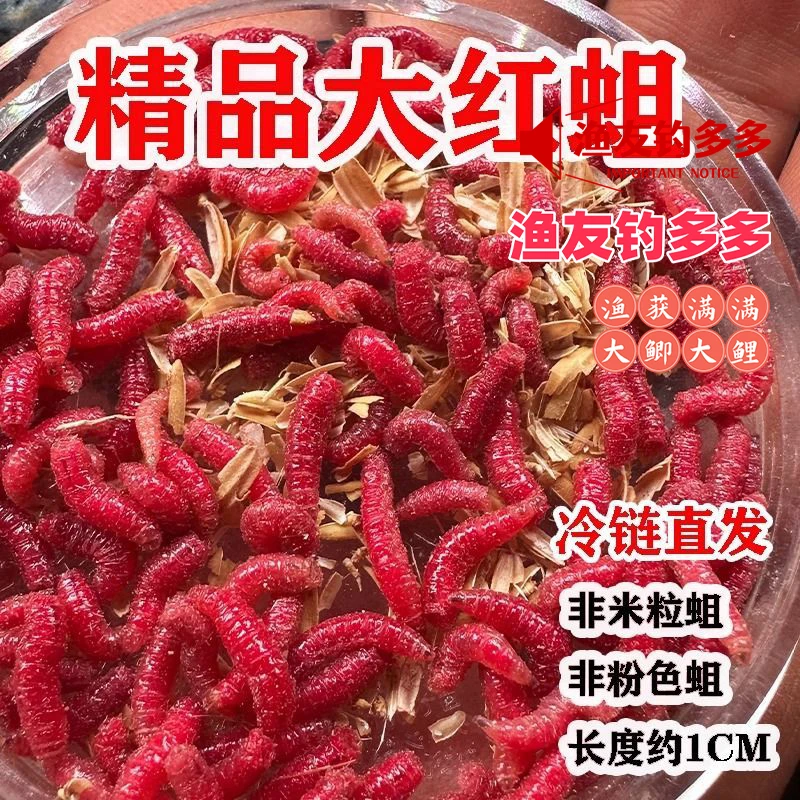 包邮鲜活饵蛆虫钓饵野钓鱼饵综合钓饵红蛆钓鱼饵活蛆野钓用品必备