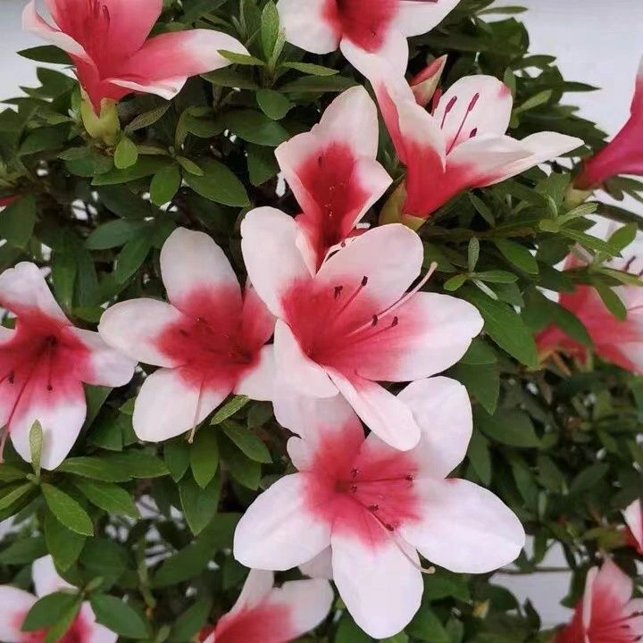 皋月杜鹃日之丸带黑色加仑盆原盆原土发货春季开花