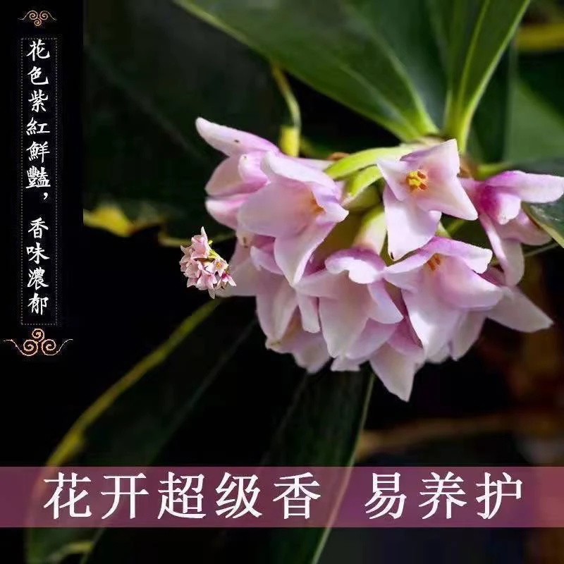 金边瑞香浓香型耐寒盆绿植盆栽室内室外懒人花卉