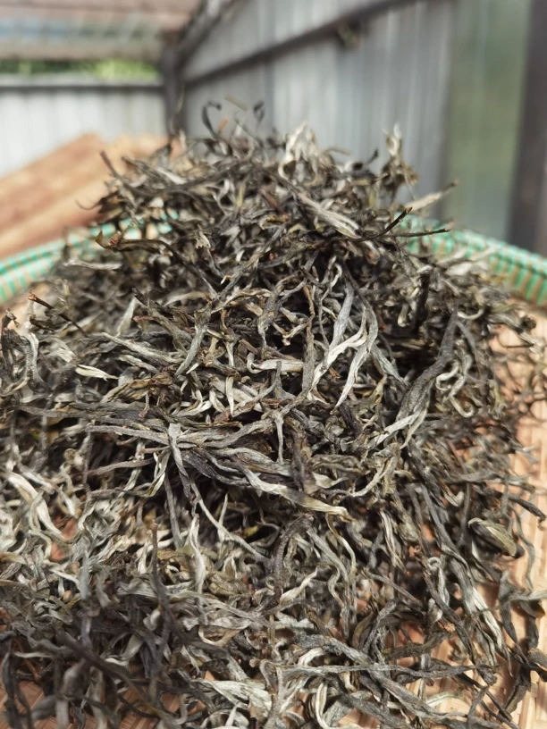 贺开曼迈古树头春挑采100克（2024年）