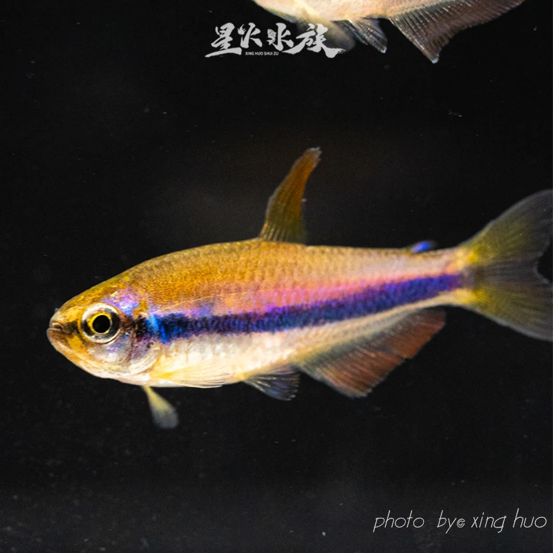 皇后凯莉单公小型灯科鱼群游观赏鱼淡水热带鱼活体发货