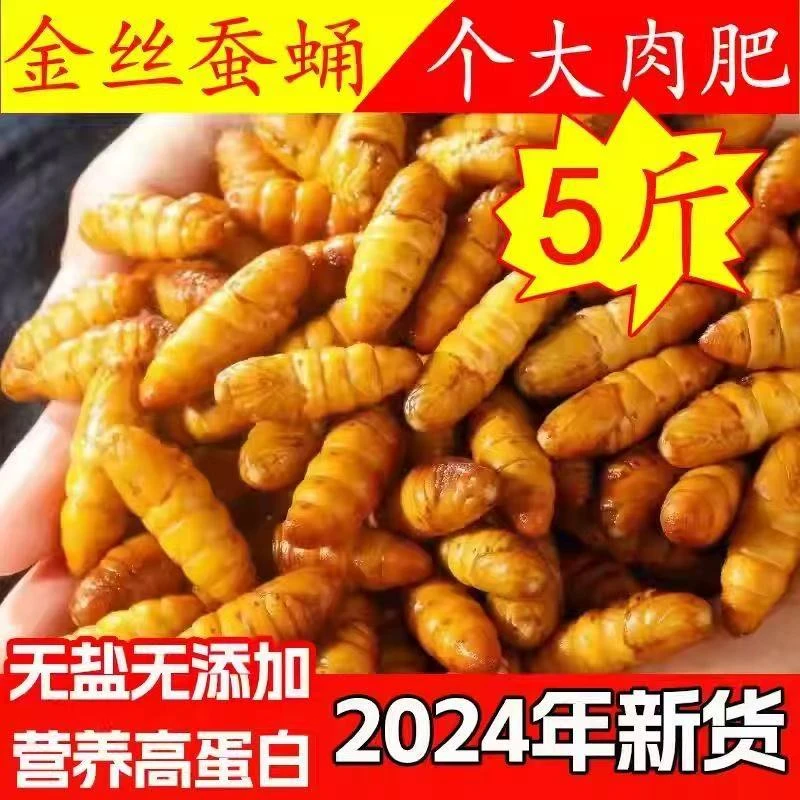 金丝蛹鲜活蚕蛹冷冻新鲜美味黄金蛹下酒菜高蛋白生鲜