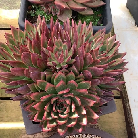 美肉特价活动开始啦