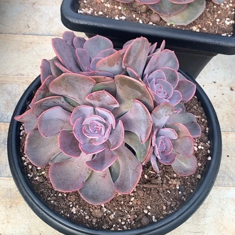 美肉特价活动开始啦