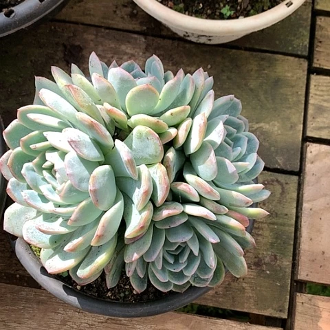 美肉特价活动开始啦