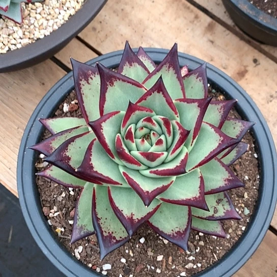 美肉特价活动开始啦