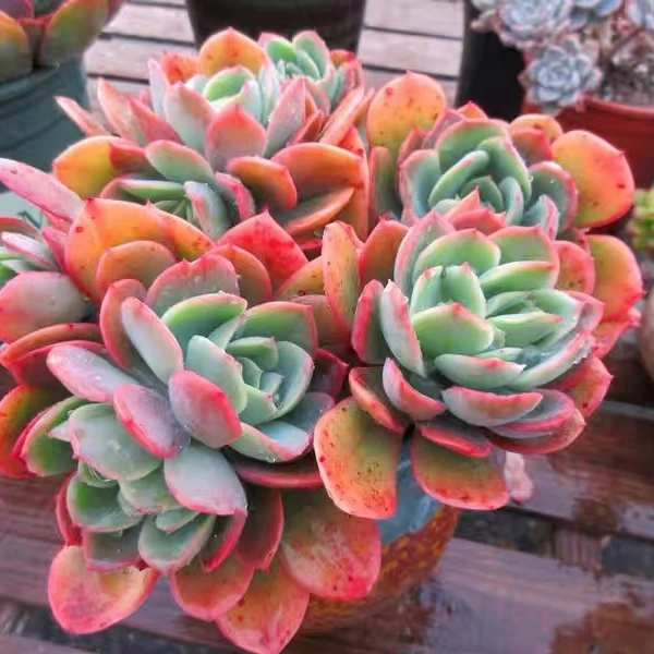 绮罗云南精品多肉链接特价活动多头群生老桩冬云乌木福利多多