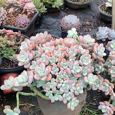 美肉特价活动开始啦