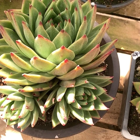 美肉特价活动开始啦