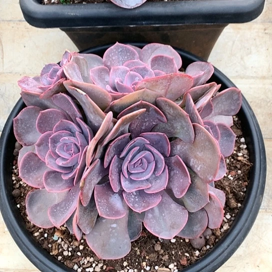 美肉特价活动开始啦