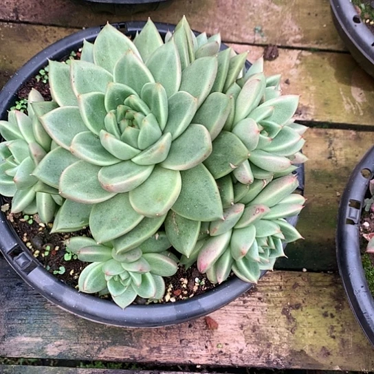 爱****@美肉特价活动开始啦