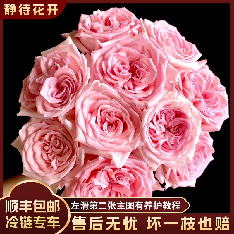 【静待花开】香水宝塔-A级单头玫瑰 云南鲜花斗南花卉顺丰京东包邮