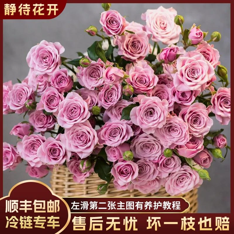 【静待花开】诺拉-A级多头玫瑰 云南鲜花斗南花卉顺丰包邮高品质