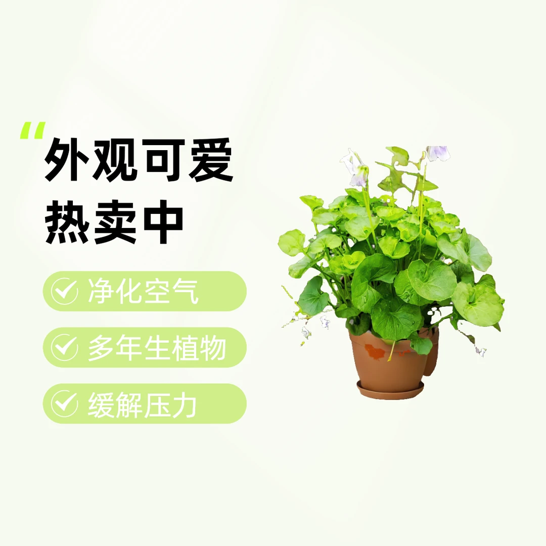 熊猫堇盆栽熊猫堇花苗可爱养护观赏吸收