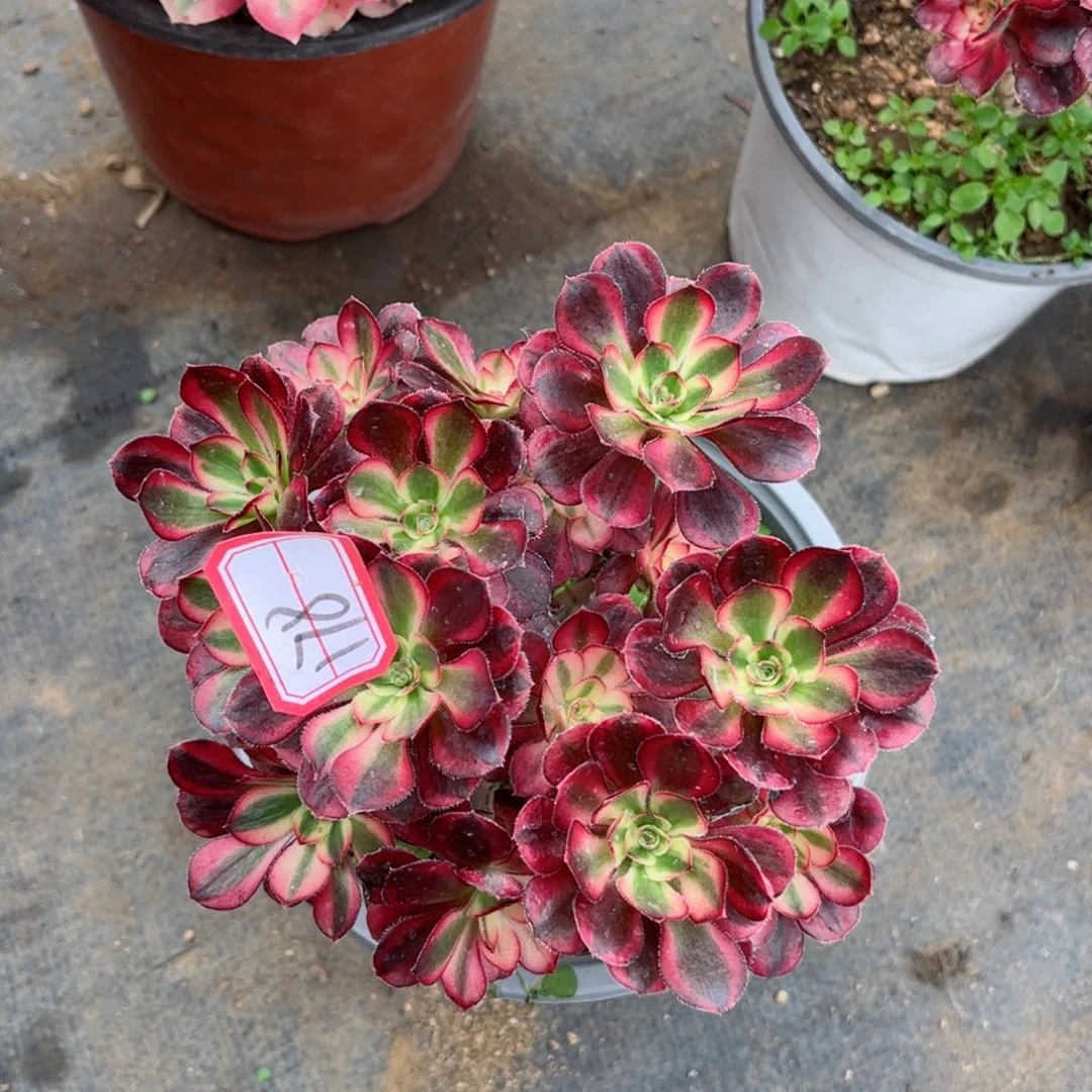 多肉植物178号多肉植物