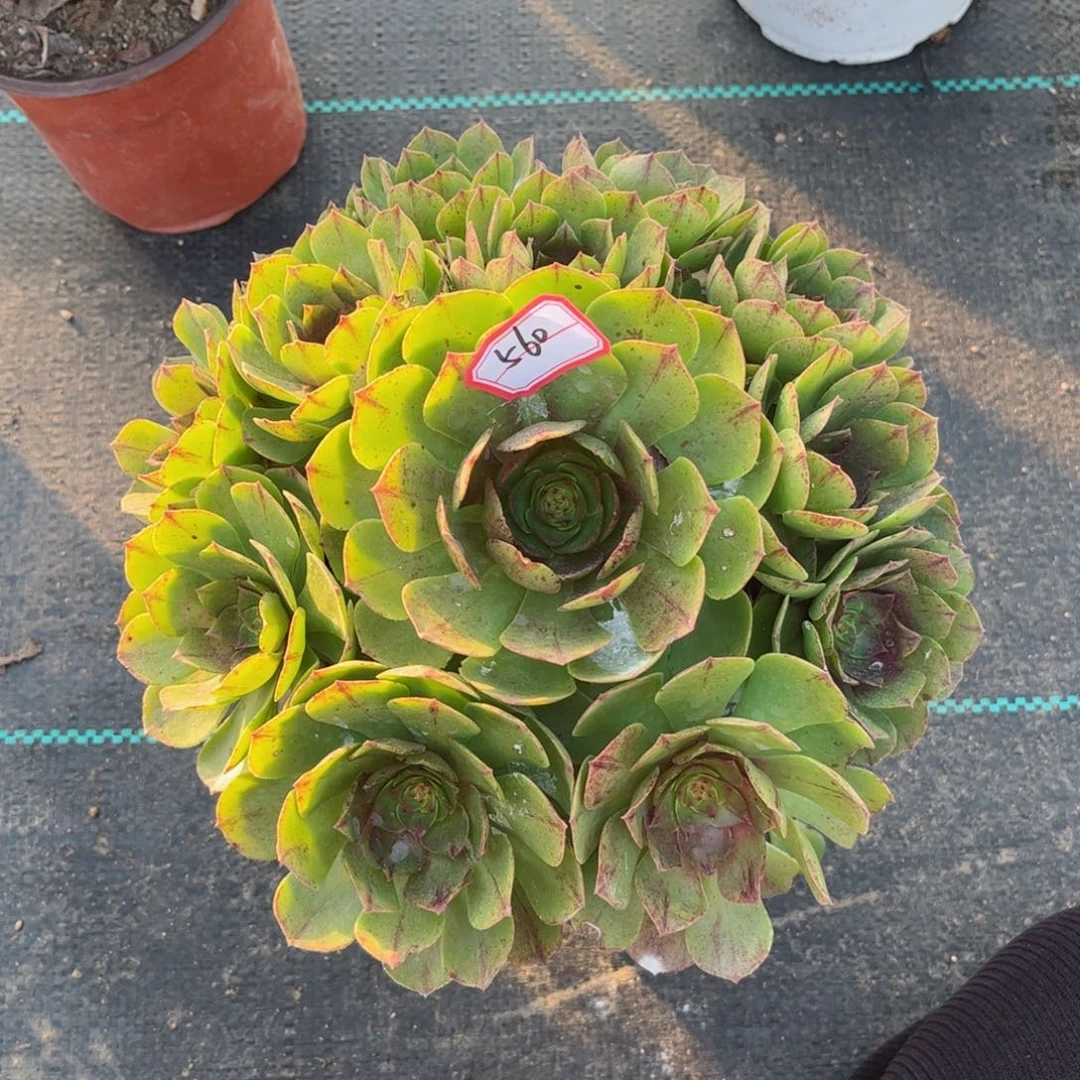 多肉植物560号多肉植物
