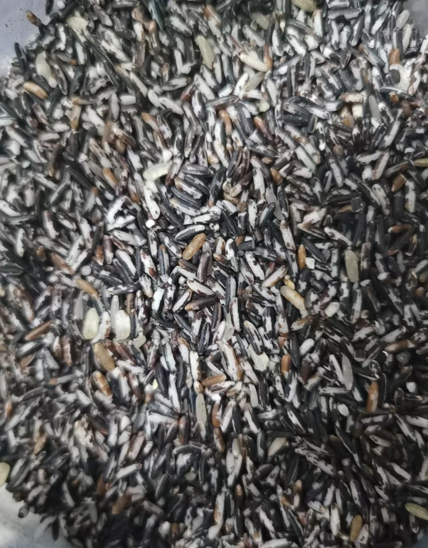 潮汕农家黑米5斤/袋（备）