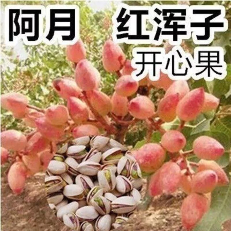 开心果苗南北方种植果苗当年结果开心果树苗盆栽地栽阿月浑子绿仁