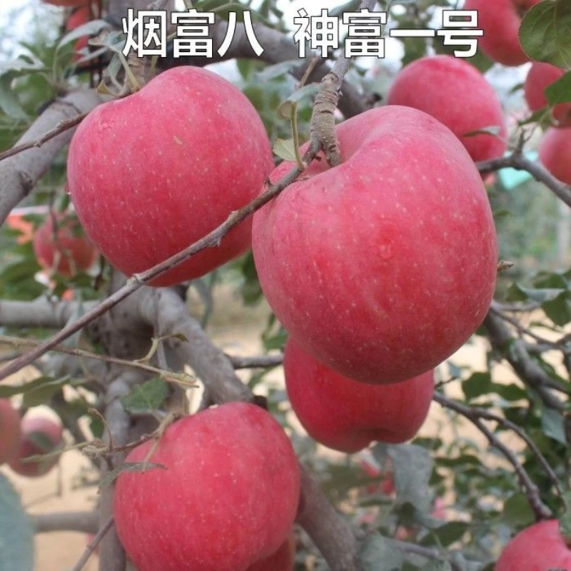 新品种烟富八号红富士苹果树苗嫁接苗神富一号苹果苗当年结果