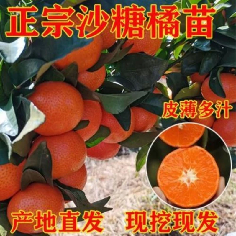 沙糖桔树苗正宗肇庆四会砂糖桔苗橘子无籽无核嫁接柑橘苗包邮